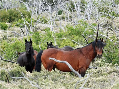 Feral Horse (Equus caballus)