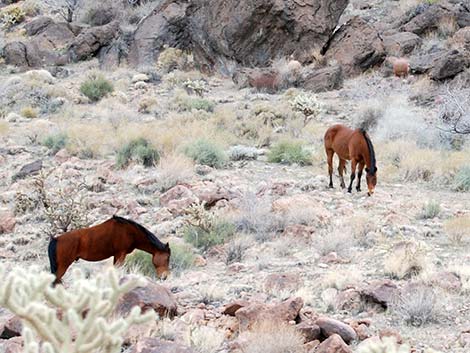 Feral Horse (Equus caballus)