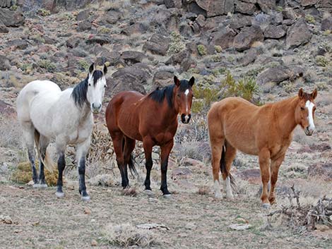 Feral Horse (Equus caballus)