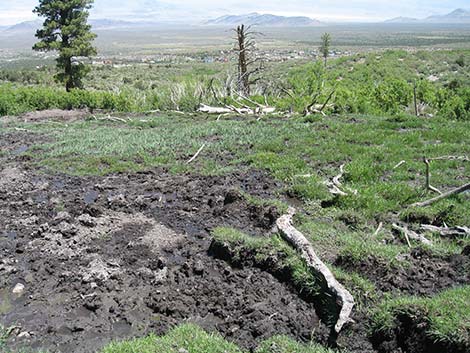 Feral Horse (Equus caballus)