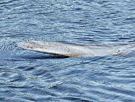 West Indian manatee (Trichechus manatus)