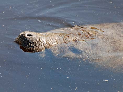 West Indian manatee (Trichechus manatus)