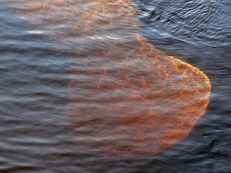 West Indian manatee (Trichechus manatus)