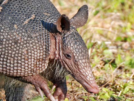 Nine-banded Armadillo (Dasypus novemcinctus)