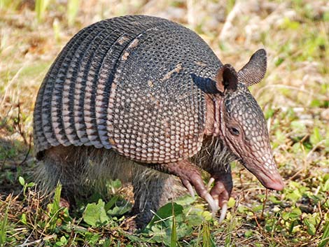 Nine-banded Armadillo (Dasypus novemcinctus)