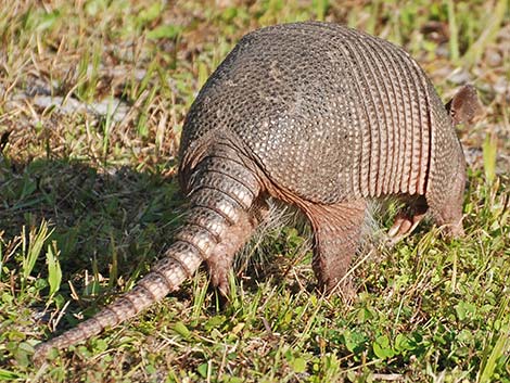 Nine-banded Armadillo (Dasypus novemcinctus)