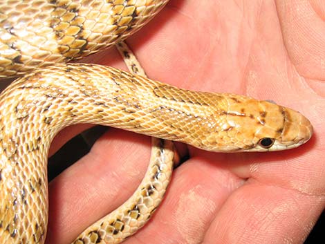 Glossy Snake (Arizona elegans)