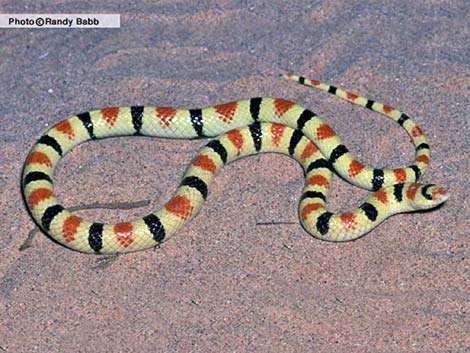 Western Shovelnose Snake (Chionactis occipitalis)