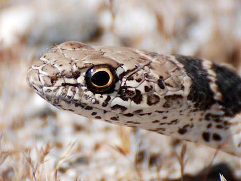 Coachwhip (Masticophis flagellum)