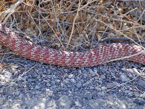 Coachwhip (Masticophis flagellum)