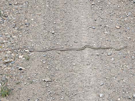 Striped Whipsnake (Masticophis taeniatus)