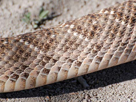 Western Diamond-backed Rattlesnake (Crotalus atrox)