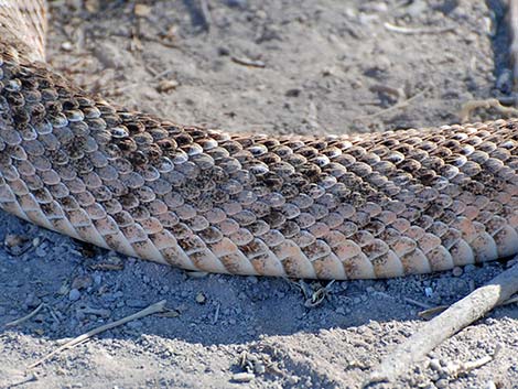 Western Diamond-backed Rattlesnake (Crotalus atrox)