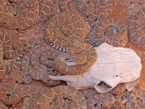 Western Diamondback Rattlesnake (Crotalus atrox)