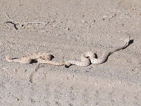 Sidewinder (Crotalus cerastes)