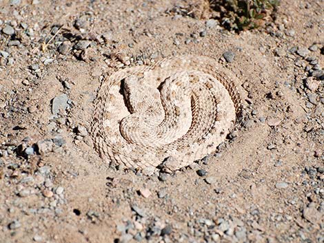 Sidewinder (Crotalus cerastes)