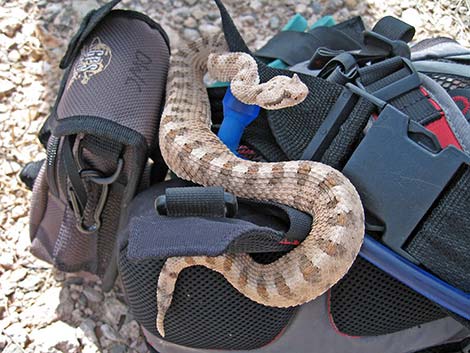 Sidewinder (Crotalus cerastes)