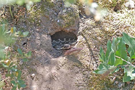 Southern Pacific Rattlesnake (Crotalus viridus helleri)