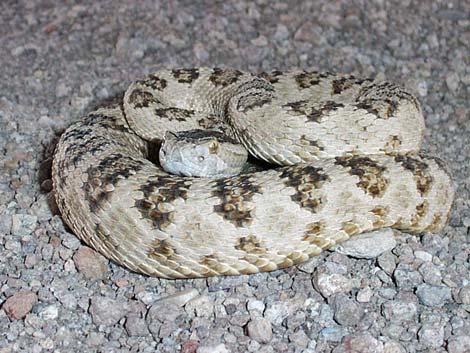 Great Basin Rattlesnake (Crotalus oreganus lutosus)