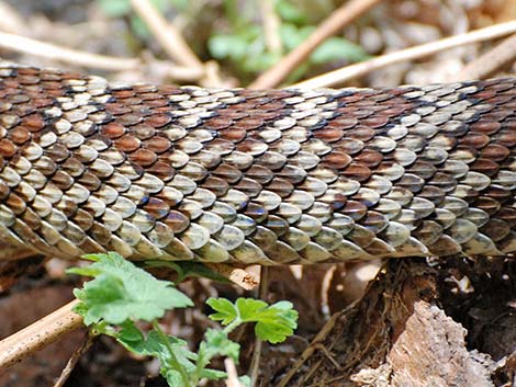 Northern Pacific Rattlesnake (Crotalus oreganus oreganus)