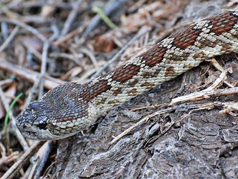 Northern Pacific Rattlesnake (Crotalus oreganus oreganus)