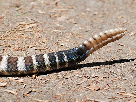 Northern Pacific Rattlesnake (Crotalus oreganus oreganus)