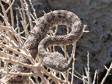 Southwestern Speckled Rattlesnake (Crotalus pyrrhus))