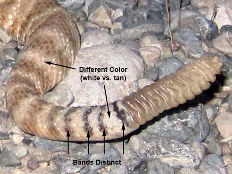 Southwestern Speckled Rattlesnake (Crotalus pyrrhus))