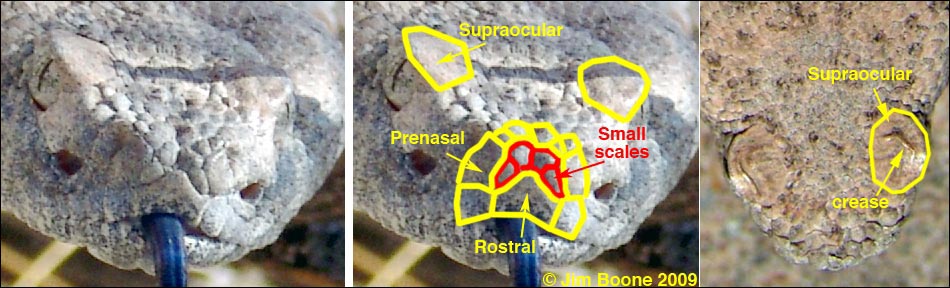 Southwestern Speckled Rattlesnake (Crotalus pyrrhus)