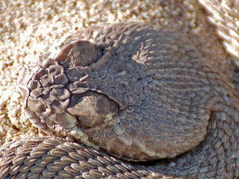 Mojave Rattlesnake (Crotalus scutulatus)