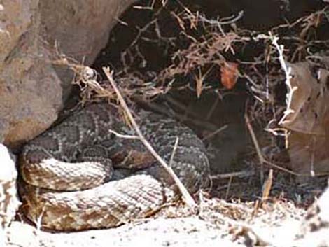 Mojave Rattlesnake (Crotalus scutulatus)