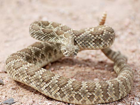 Mojave Rattlesnake (Crotalus scutulatus)