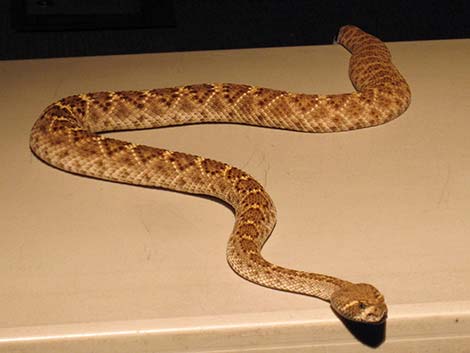 Mojave Rattlesnake (Crotalus scutulatus)