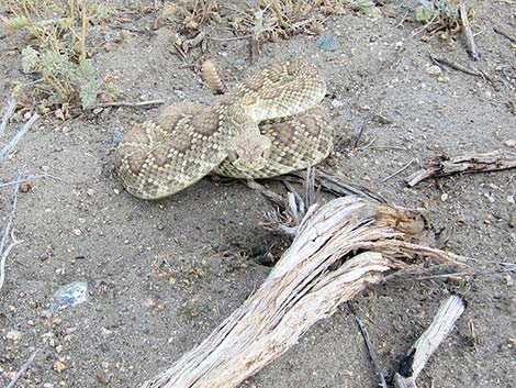 Mojave Rattlesnake (Crotalus scutulatus)