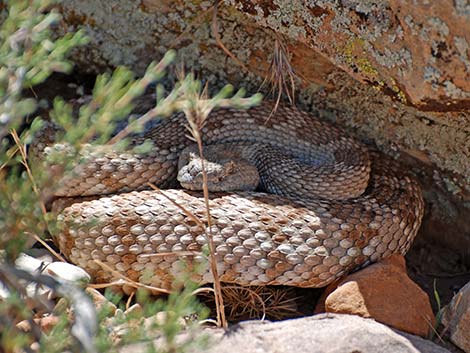 Panamint Rattlesnake (Crotalus stephensi)