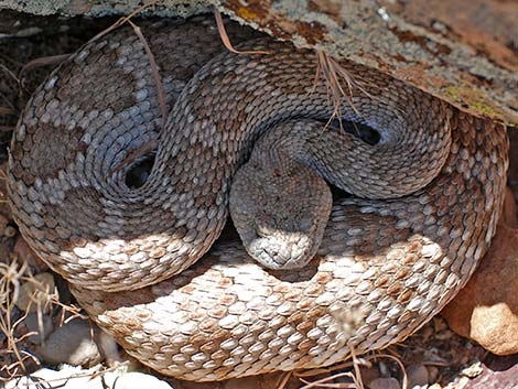 Panamint Rattlesnake (Crotalus stephensi)