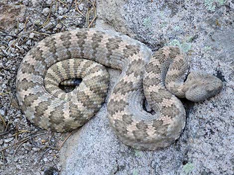 Panamint Rattlesnake (Crotalus stephensi)