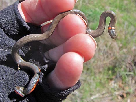 Ringneck Snake (Diadophis punctatus)