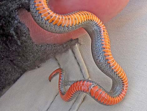 Ringneck Snake (Diadophis punctatus)