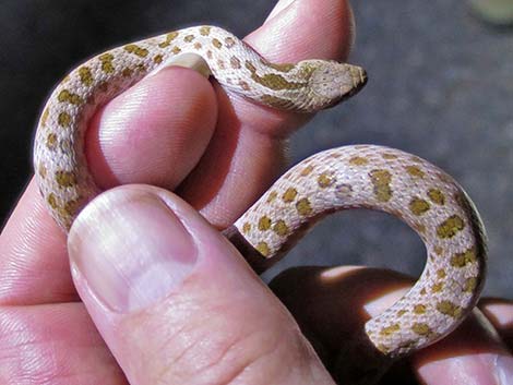 Desert Nightsnake (Hypsiglena chlorophaea)