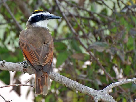 Great Kiskadee