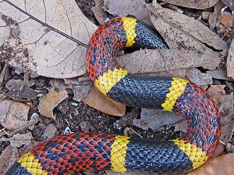 Texas Coral Snake (Micrurus tener)