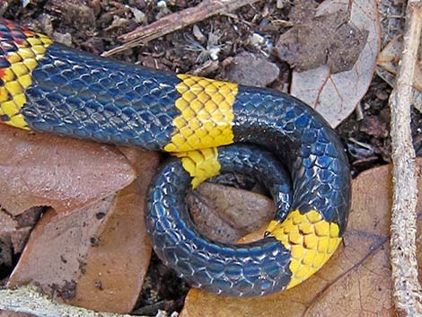 Texas Coral Snake (Micrurus tener)