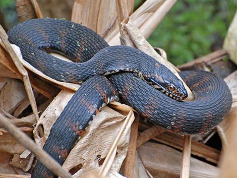 Brown Water Snake (Nerodia taxispilota)