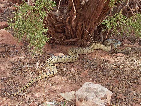 Gopher Snake (Pituophis catenifer)