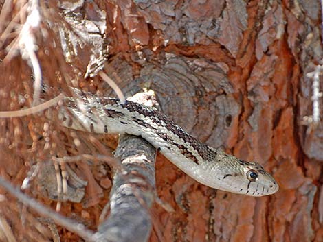 Gopher Snake (Pituophis catenifer)