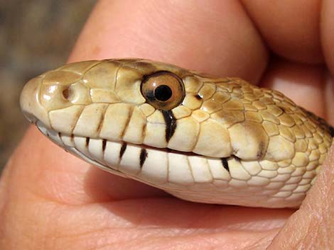 Gopher Snake (Pituophis catenifer)