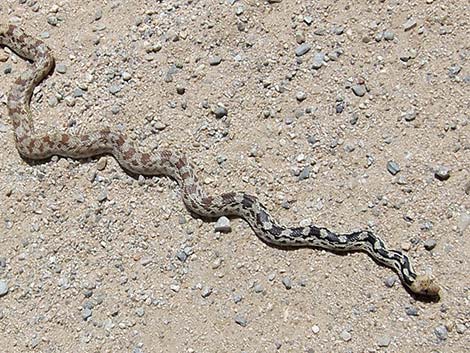 Gopher Snake (Pituophis catenifer)