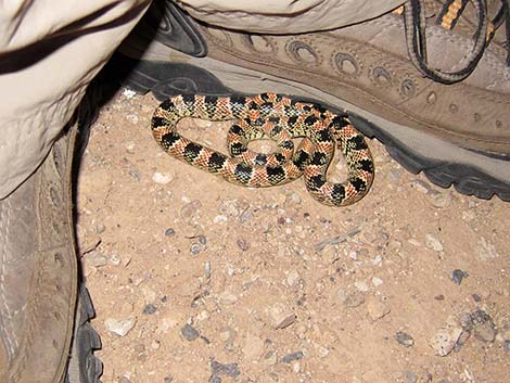 Long-nosed Snake (Rhinocheilus lecontei)