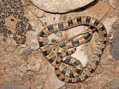 Long-nosed Snake (Rhinocheilus lecontei)